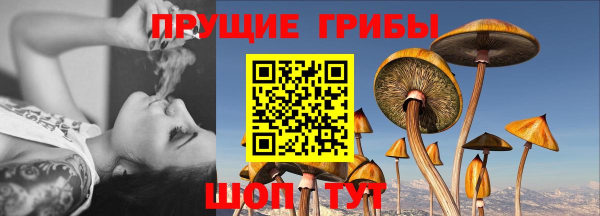 Галлюциногенные грибы Psilocybe Сибай
